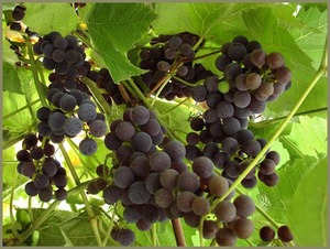 Phyto : les bienfaits de la vigne