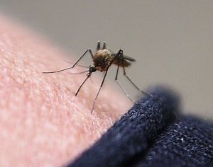 Des moustiques qui ne piquent plus